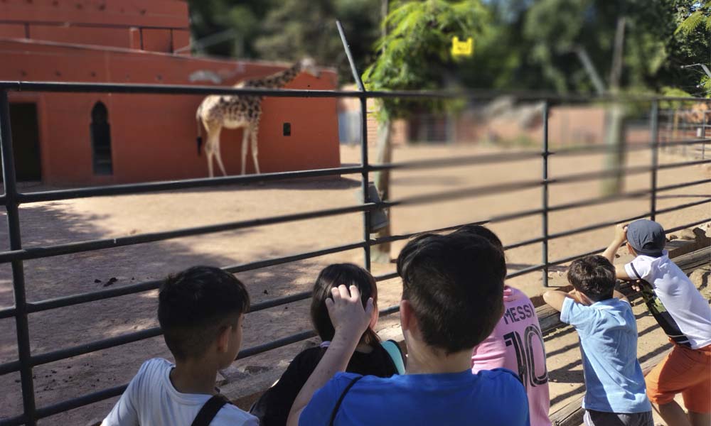 Jirafas del Zoo de Córdoba