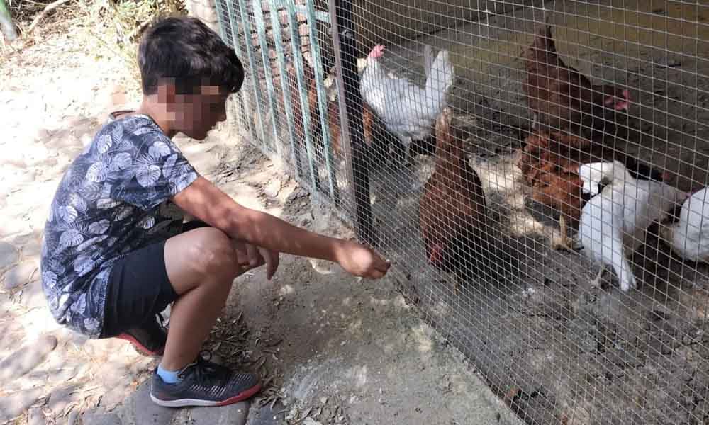Alimentando a los pollitos